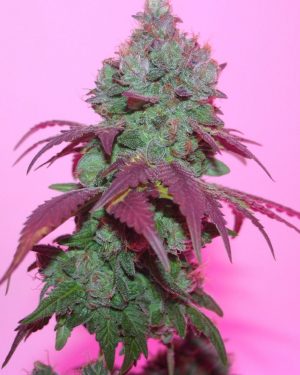 Violet Cookies Regular Seeds