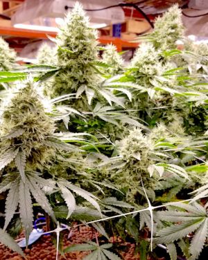 Cinderella 99 f4 Regular Seeds