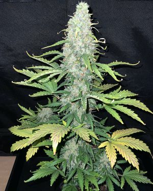 ESB f3 Regular Seeds
