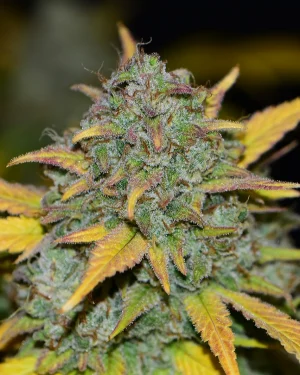 Gelato Auto Feminised Seeds