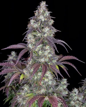 Lemon Pie Auto Feminised Seeds