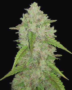 Original Amnesia Haze Auto Feminised Seeds