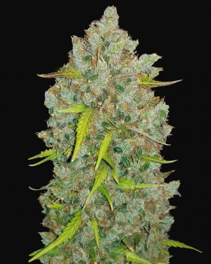 Original Bubblegum Auto Feminised Seeds