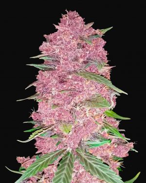 Purple Lemonade Auto Feminised Seeds