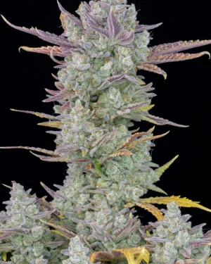 Gorilla Cookies Auto Feminised Seeds