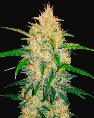 Zkittlez Auto Feminised Seeds