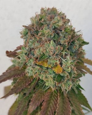 Acid Dawg Regular Seeds
