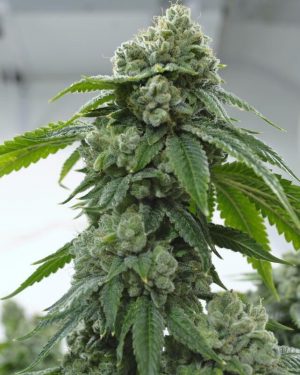 Biker Kush Regular Seeds