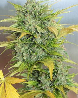 AK-47 Auto Feminised Seeds