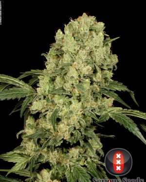 AK-47 Feminised Seeds