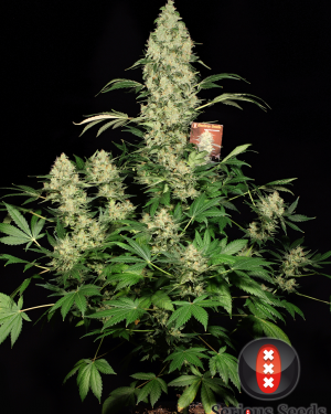 AK-47 Regular Seeds