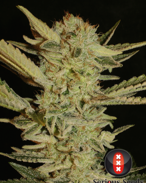 Bubble Gum Regular Seeds