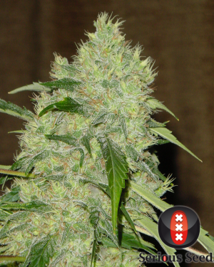 Bubble Gum Feminised Seeds
