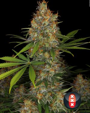 Strawberry AK (AKeil) Feminised Seeds