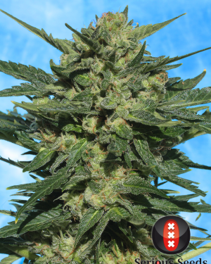 White Russian Auto Feminised Seeds