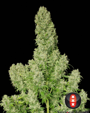 White Russian Regular Seeds