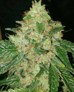 Sour Rado Regular Seeds