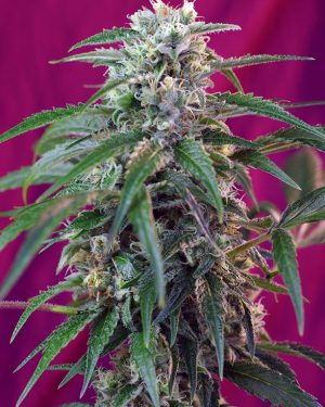 Green Poison Auto Feminised Seeds