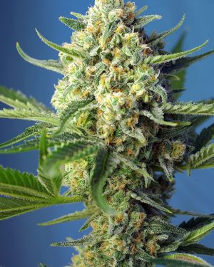 S.A.D. (Sweet Afghani Delicious) Auto Feminised Seeds