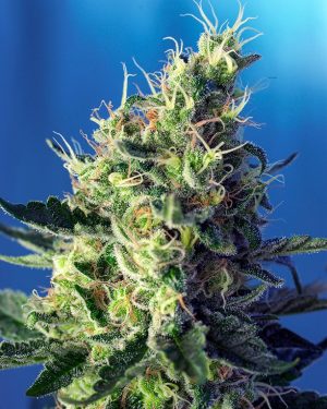Sweet Pure CBD Feminised Seeds