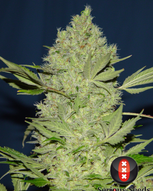 Chronic Regular Seeds