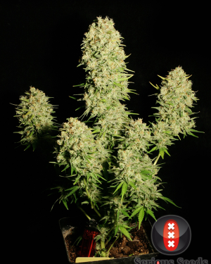 Chronic Feminised Seeds
