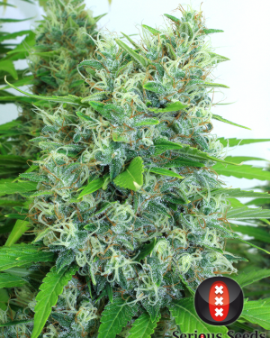 Kali Mist Regular Seeds