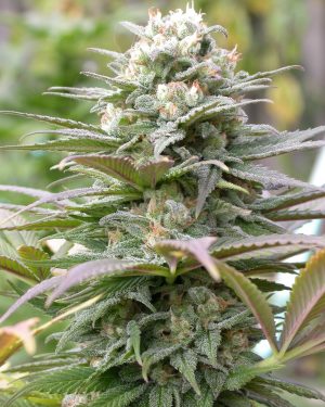 Warlock Feminised Seeds