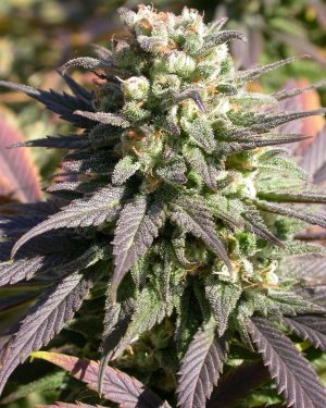 Warlock Regular Seeds