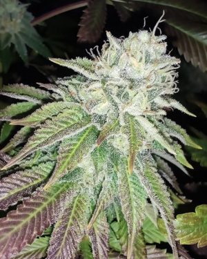 Zour Lemon Regular Seeds