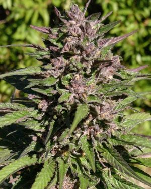 Congo Feminised Seeds