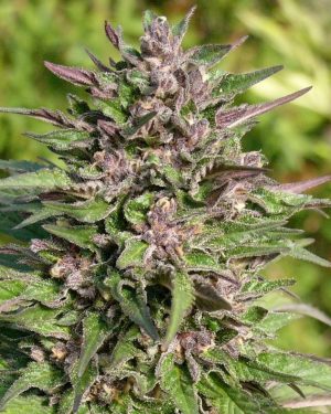 Congo Regular Seeds