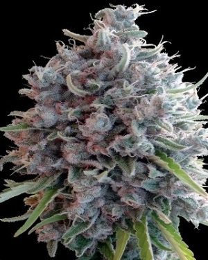 Killer A5 Haze Feminised Seeds