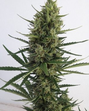 Malawi x Northern Lights Auto Feminised Seeds