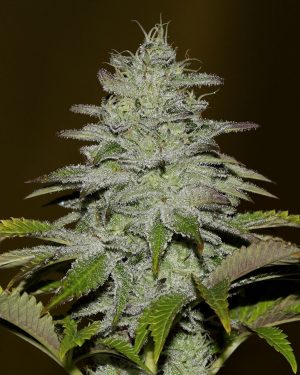 Girl Scout Crack Feminised Seeds