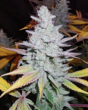 Peyote Forum Feminised Seeds