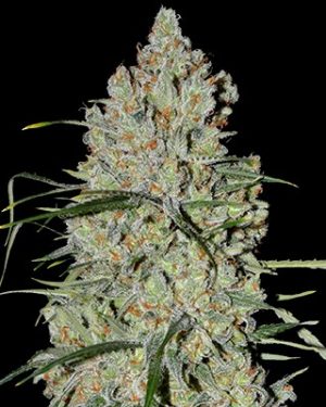 Auto Pineapple Express #2 Feminised Seeds