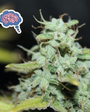 Amnesia Auto Feminised Seeds