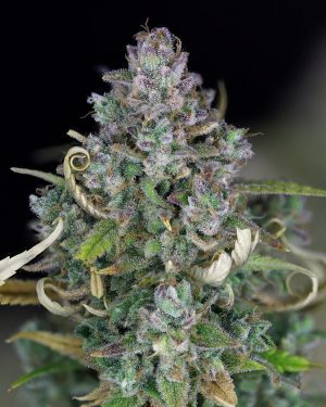 Zkittlez Auto Feminised Seeds