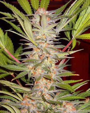 S.A.D. (Sweet Afghani Delicious) S1 Feminised Seeds