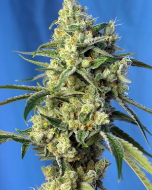 Sweet Amnesia Haze Feminised Seeds