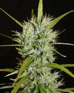 Filipino Kibungan Regular Seeds