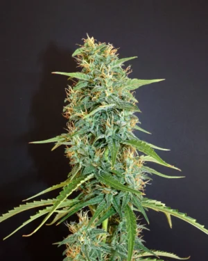 Moroccan Beldia Regular Seeds