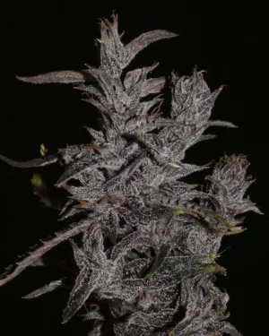 Muang Sing Lao Highland Tribe Regular Seeds