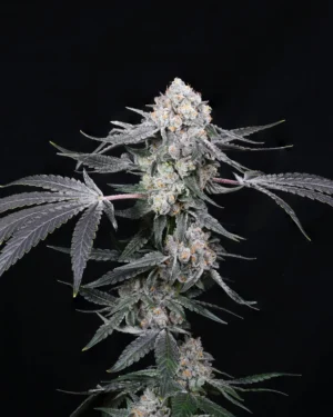 High Society Feminised Seeds