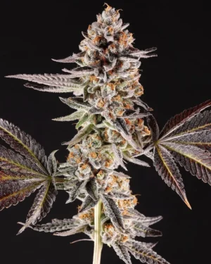 La Bomba Feminised Seeds