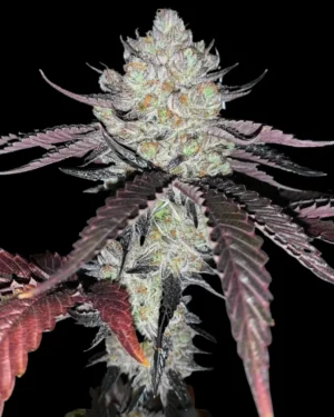 Marshmallow OG Feminised Seeds