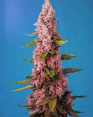Red Hot Cookies Feminised Seeds