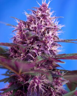 Red Poison Auto Feminised Seeds