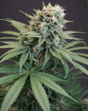 LeMello Feminised Seeds